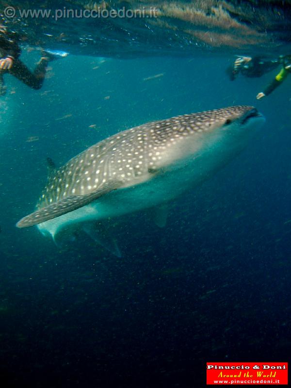 Djibouti - Whale Shark in Djibouti - 07.jpg